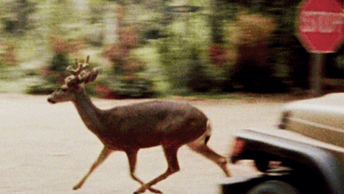 tumblr_m9n7a6PZL21r2dzy7o1_500