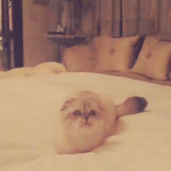 tumblr_nj5ilvT7RK1qd14q9o1_250